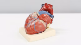 Heart