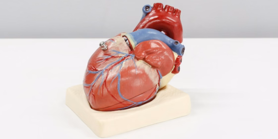 Heart